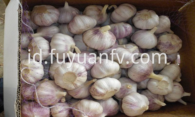 purple skin garlic 